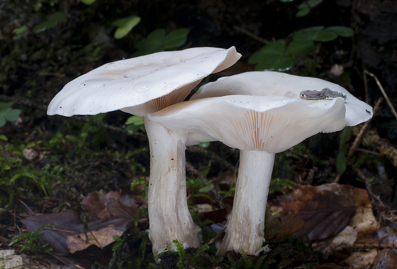 Clitocybe nebularis